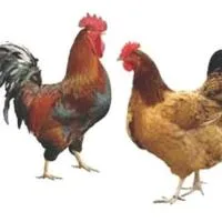 Deshi Chicken